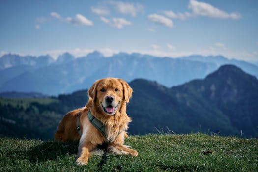 Léto v Evropských Horách: Aktivity, Wellness a Nádherné Výhledy