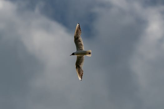 Objevujte Evropu levně: Tipy pro výhodné lety