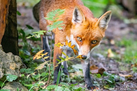 Cestování do Switzerland – kompletní průvodce
