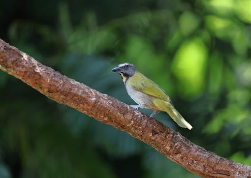 Cestování do Republic of Costa Rica – kompletní průvodce